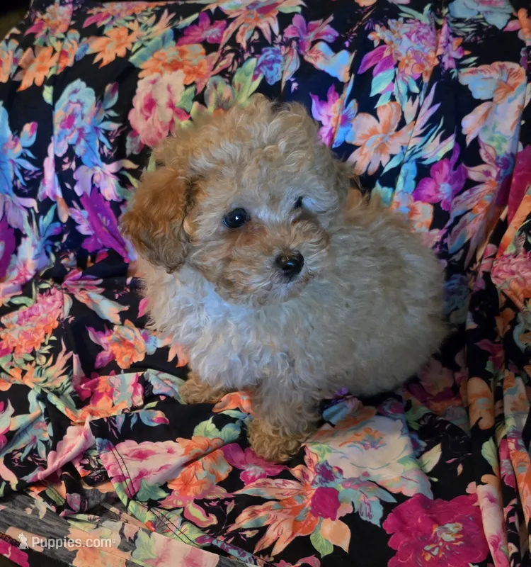 Teddy – Poodle - Toy  puppy for sale in La Grange, NC
