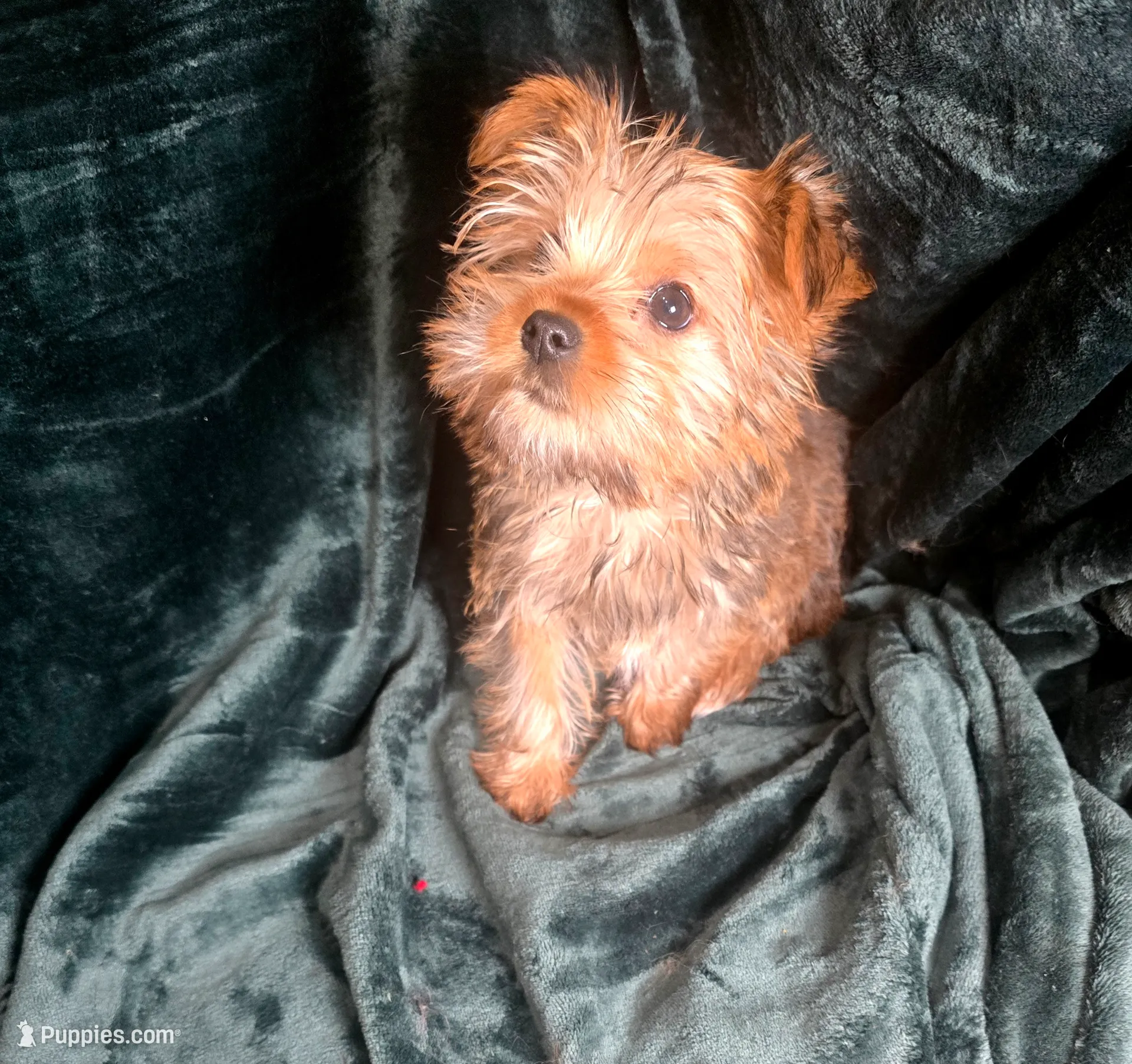 Tinker, a male Yorkshire Terrier for sale in La Grange, NC – Photo 2 of 2