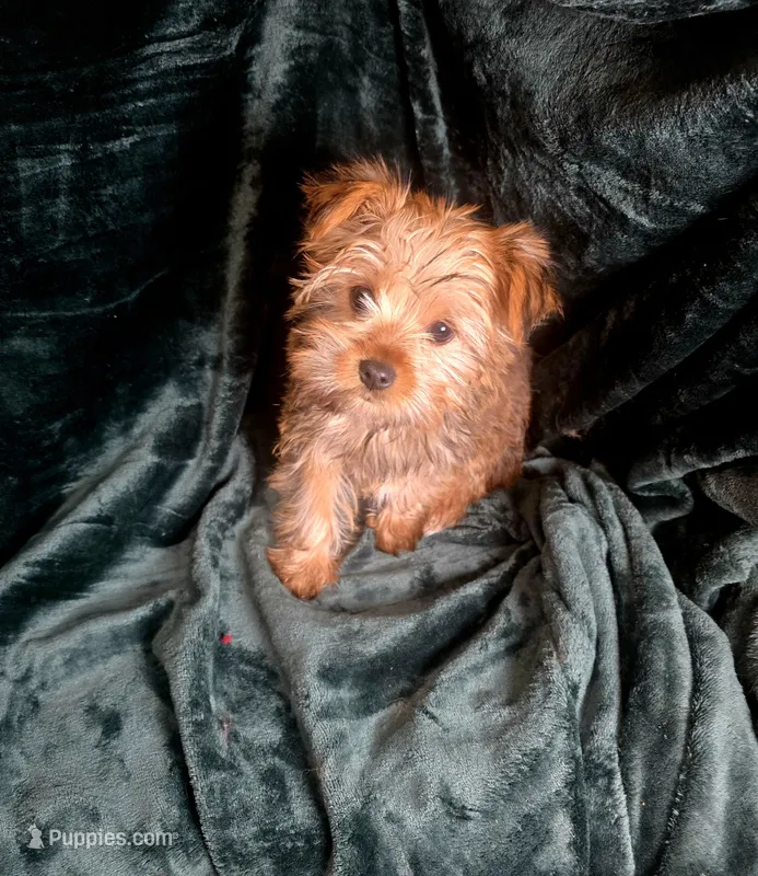 Tinker – Yorkshire Terrier puppy on hold in La Grange, NC