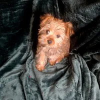 Tinker, a male Yorkshire Terrier for sale in La Grange, NC – Photo 1 of 2