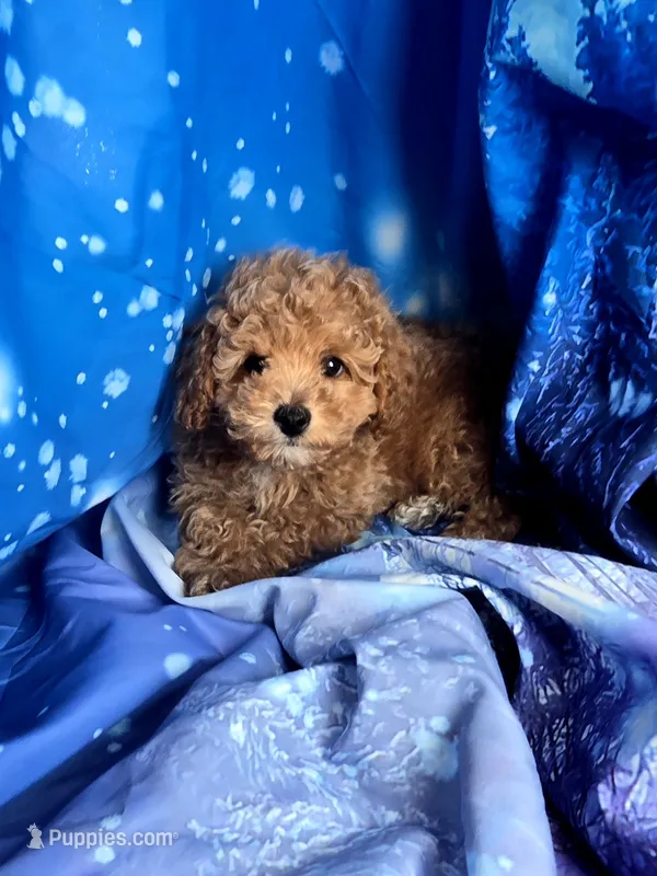 Winky – Poodle - Toy  puppy for sale in La Grange, NC