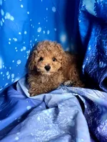 Winky, a male Poodle - Toy  for sale in La Grange, NC – 1 of 3