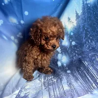 AKC Gigi, a female Poodle - Toy  for sale in La Grange, NC – Photo 1 of 3