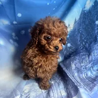 AKC Gigi, a female Poodle - Toy  for sale in La Grange, NC – Photo 3 of 3