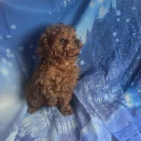 AKC Gigi, a female Poodle - Toy  for sale in La Grange, NC – Photo 2 of 3