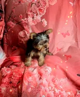 Babydoll, a female Yorkshire Terrier for sale in La Grange, NC – 3 of 3