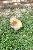 Ruby, a female Poodle - Toy  for sale in La Grange, NC – 2 of 3