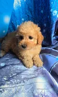 Ruby, a female Poodle - Toy  for sale in La Grange, NC – 2 of 2