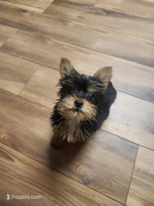 Taz – Yorkshire Terrier puppy for sale in La Grange, NC