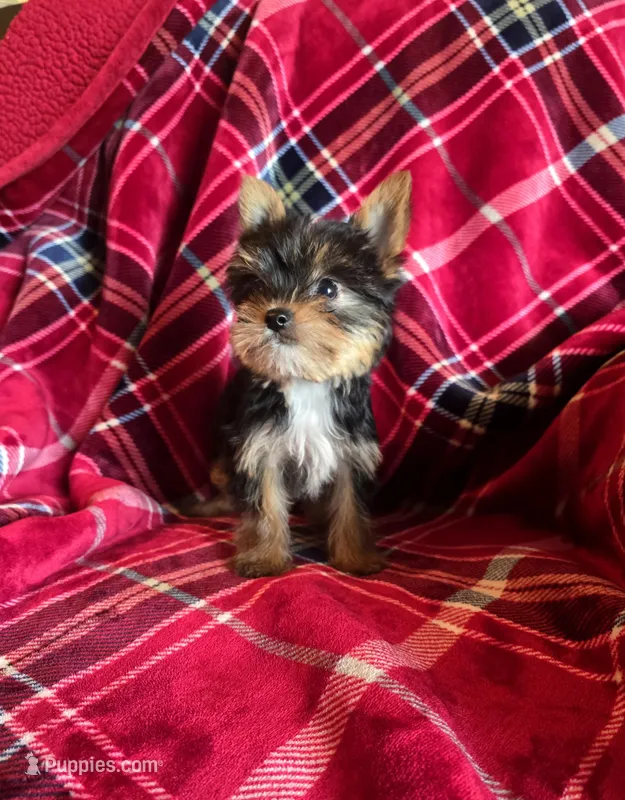 Taz – Yorkshire Terrier puppy for sale in La Grange, NC