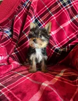 Taz, a male Yorkshire Terrier for sale in La Grange, NC – Photo 1 of 2
