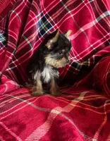 Taz, a male Yorkshire Terrier for sale in La Grange, NC – Photo 2 of 2