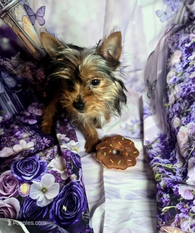 Finley  – Yorkshire Terrier puppy for sale in La Grange, NC