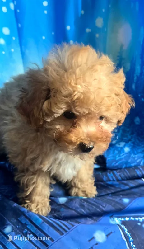 Teddy – Poodle - Toy  puppy for sale in La Grange, NC