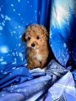 Winky, a male Poodle - Toy  for sale in La Grange, NC – 3 of 3