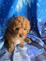 Teddy, a male Poodle - Toy  for sale in La Grange, NC – 1 of 3