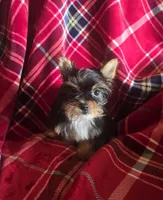 Winky, a male Yorkshire Terrier for sale in La Grange, NC – Photo 2 of 3