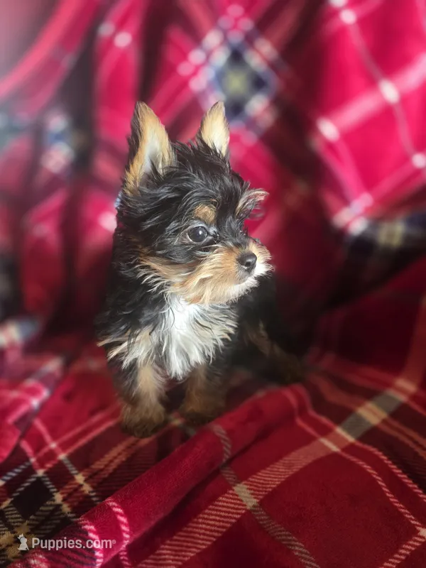 Winky – Yorkshire Terrier puppy for sale in La Grange, NC