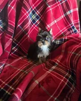 Winky, a male Yorkshire Terrier for sale in La Grange, NC – Photo 3 of 3