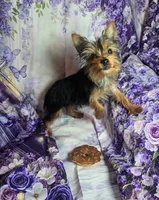 Finley , a male Yorkshire Terrier for sale in La Grange, NC – 3 of 4