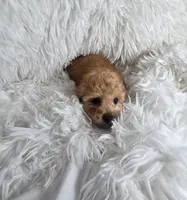 Finley , a male Poodle - Toy  for sale in La Grange, NC – 2 of 2
