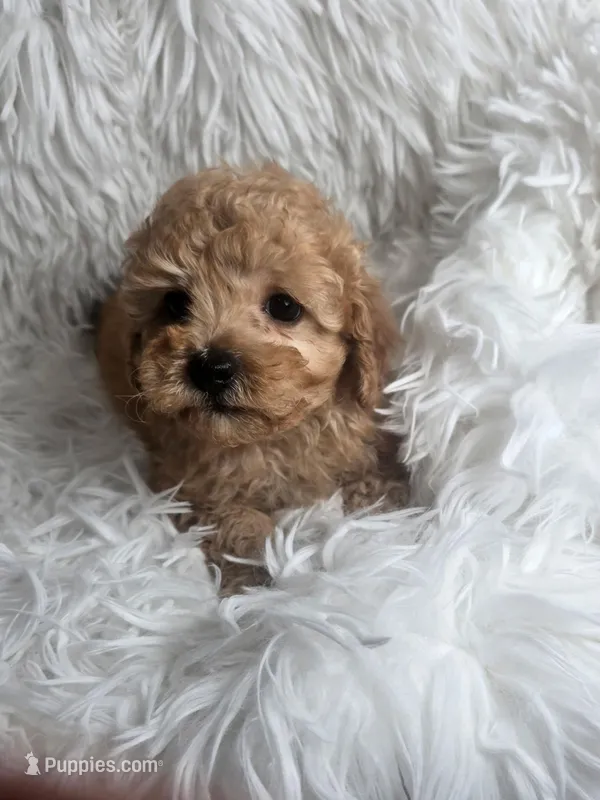 Finley  – Poodle - Toy  puppy for sale in La Grange, NC