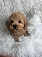 Finley , a male Poodle - Toy  for sale in La Grange, NC – 1 of 2