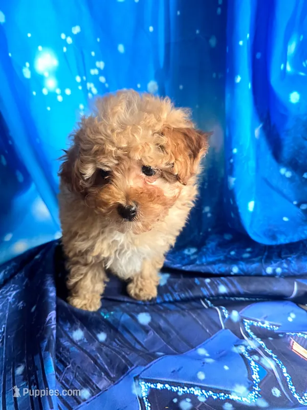 Teddy, a male Poodle - Toy  for sale in La Grange, NC – 1 of 4