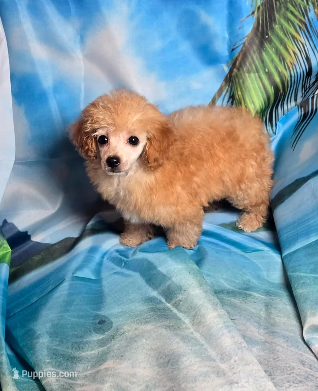 Ruby – Poodle - Toy  puppy for sale in La Grange, NC
