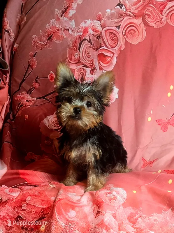 Babydoll – Yorkshire Terrier puppy for sale in La Grange, NC