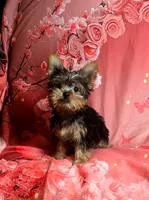 Babydoll, a female Yorkshire Terrier for sale in La Grange, NC – 1 of 3