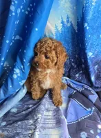 Teddy, a male Poodle - Toy  for sale in La Grange, NC – 2 of 3