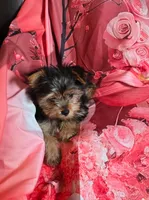 Tiny, a female Yorkshire Terrier for sale in La Grange, NC – 2 of 3