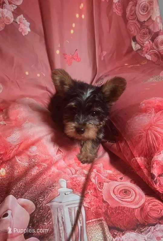 Taz – Yorkshire Terrier puppy for sale in La Grange, NC
