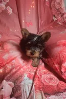 Taz, a male Yorkshire Terrier for sale in La Grange, NC – 1 of 1