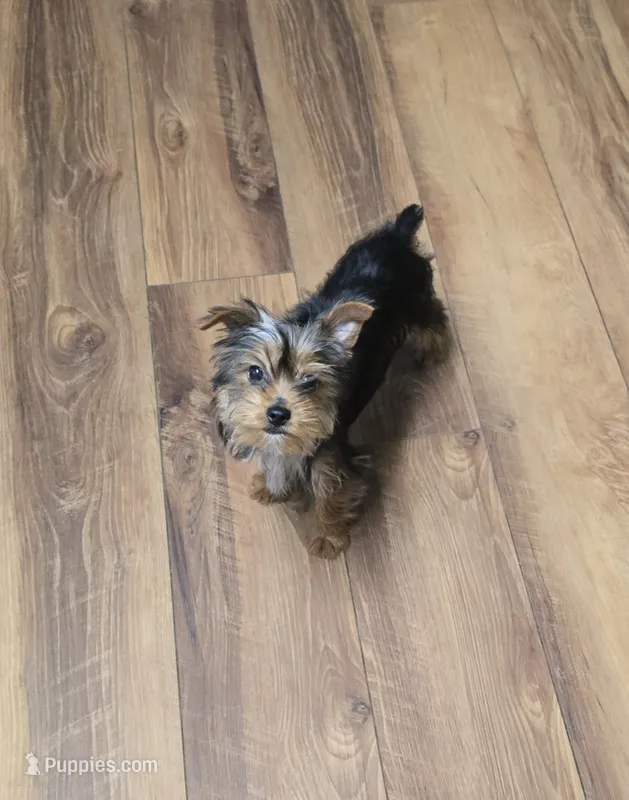 Finly – Yorkshire Terrier puppy for sale in La Grange, NC