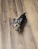 Finly, a male Yorkshire Terrier for sale in La Grange, NC – 1 of 2