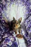 Finley , a male Yorkshire Terrier for sale in La Grange, NC – 4 of 4