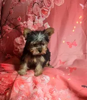 Babydoll, a female Yorkshire Terrier for sale in La Grange, NC – 2 of 3
