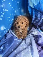 Winky, a male Poodle - Toy  for sale in La Grange, NC – 2 of 3