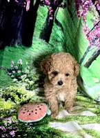 AKC Bella, a female Poodle - Toy  for sale in La Grange, NC – Photo 1 of 3