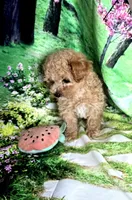 AKC Bella, a female Poodle - Toy  for sale in La Grange, NC – Photo 2 of 3