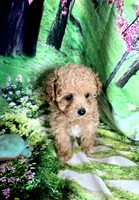 AKC Bella, a female Poodle - Toy  for sale in La Grange, NC – Photo 3 of 3