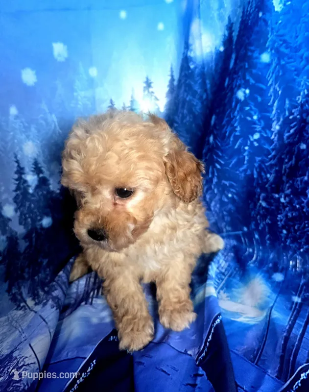 AKC Bella – Poodle - Toy  puppy for sale in La Grange, NC