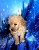 AKC Bella, a female Poodle - Toy  for sale in La Grange, NC – Photo 1 of 2