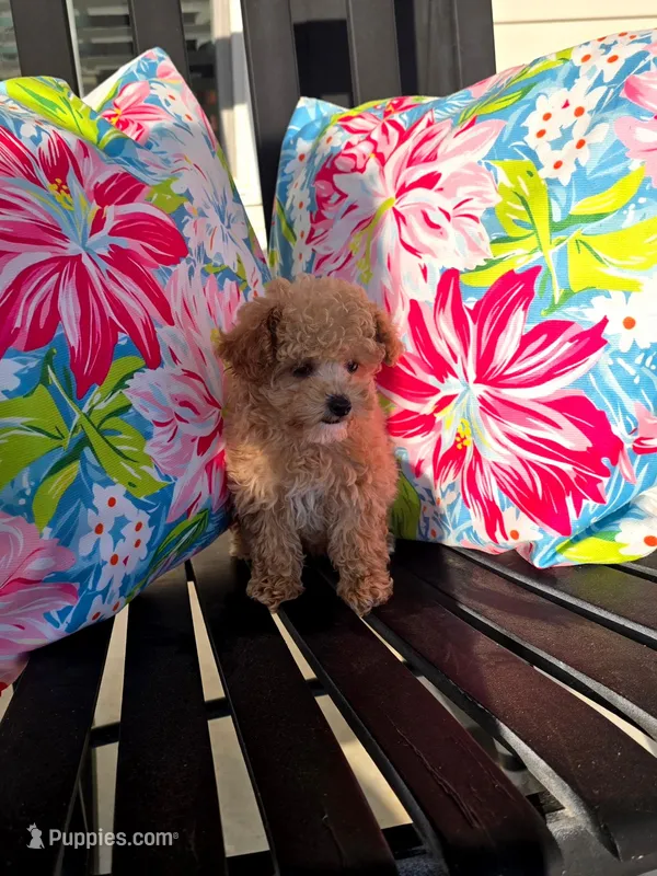 Bella – Poodle - Toy  puppy for sale in La Grange, NC