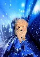 AKC Bella, a female Poodle - Toy  for sale in La Grange, NC – Photo 2 of 2