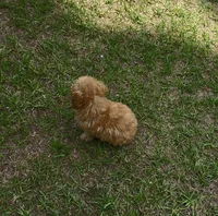 Ruby, a female Poodle - Toy  for sale in La Grange, NC – 3 of 3