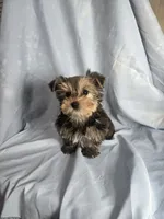 Scarlett , a female Yorkshire Terrier for sale in La Grange, NC – Photo 2 of 3