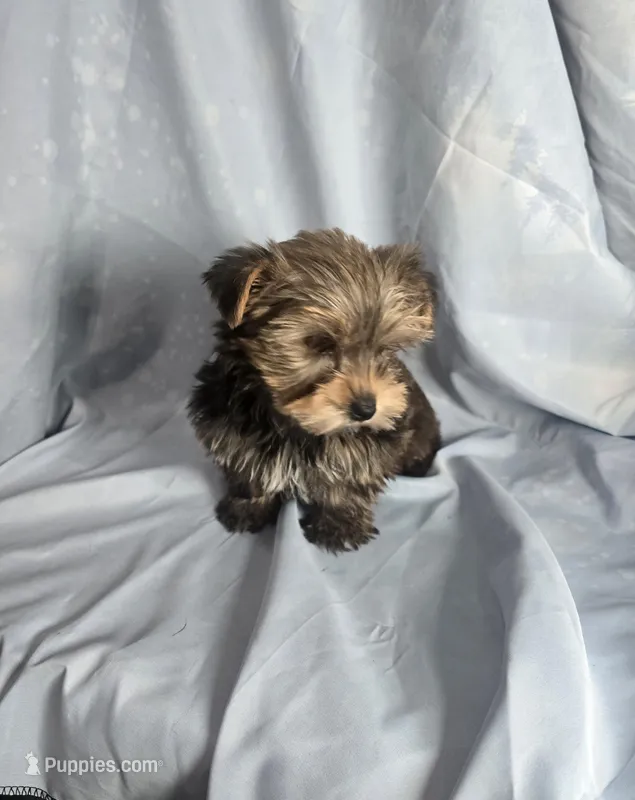 Scarlett  – Yorkshire Terrier puppy for sale in La Grange, NC
